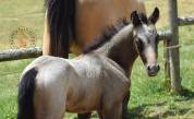Welsh Pony PP &ndash; Poulain m&acirc;le 2026, vendu avec sa m&egrave;re