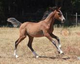 Welsh Pony PP &ndash; Jument d&rsquo;exception suit&eacute;e pouliche pp