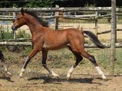 Welsh Pony PP &ndash; Jument d&rsquo;exception suit&eacute;e pouliche pp