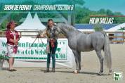 Merrie Welsh Pony (Section B) Te koop 2022 Vos