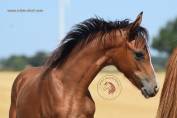 Welsh Pony PP &ndash; pouliche baie 2026, top orignes