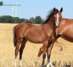 Welsh Pony PP &ndash; pouliche baie 2026, top orignes