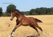 Welsh Pony PP &ndash; pouliche baie 2026, top orignes