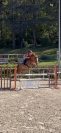 Jument de 5 ans 