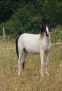 PONETTE DE 2 ANS