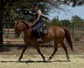 Vend Ponette PFS 10 ans 