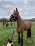 Vend Ponette PFS 10 ans 
