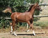Welsh Pony pp 2025 , femelle, alezane, import&eacute;e, sport