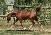 Welsh Pony pp 2025 , femelle, alezane, import&eacute;e, sport