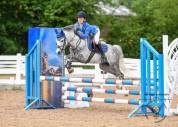 Welsh Pony pp 2025 , femelle, alezane, import&eacute;e, sport