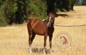 Puledra Welsh Poney (Sezione B) In vendita 2025 Sauro