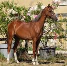 Puledra Welsh Poney (Sezione B) In vendita 2025 Sauro