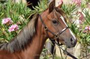Puledra Welsh Poney (Sezione B) In vendita 2025 Sauro