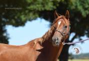 Welsh Pony pp 2022 , femelle, alezane, import&eacute;e, sport