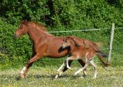 Welsh Pony pp 2022 , femelle, alezane, import&eacute;e, sport