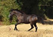 Welsh Pony PP &ndash; pouliche grise 2026, top orignes