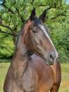 Cheval de sport - 3 ans