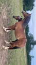 Ponette Welsh Cob