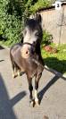 Incroyable poney Welsh plein papiers &agrave; d&eacute;couvrir !