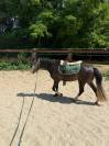Incroyable poney Welsh plein papiers &agrave; d&eacute;couvrir !