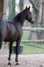PFS pleine de movie star tilia