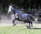 Superbe PRE hongre