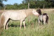 Poney welsh