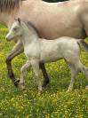 Poney welsh