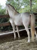 Poney welsh
