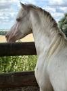 Poney welsh