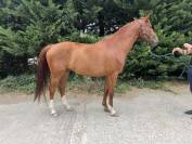 Gelding Selle Fran&ccedil;ais For sale 2020 Chesnut