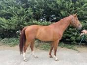 Gelding Selle Fran&ccedil;ais For sale 2020 Chesnut
