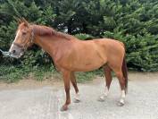 Gelding Selle Fran&ccedil;ais For sale 2020 Chesnut