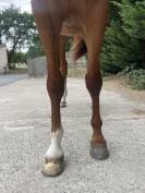 Gelding Selle Fran&ccedil;ais For sale 2020 Chesnut