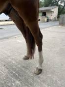 Gelding Selle Fran&ccedil;ais For sale 2020 Chesnut