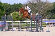 Gelding Selle Fran&ccedil;ais For sale 2020 Chesnut