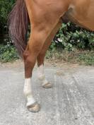 Gelding Selle Fran&ccedil;ais For sale 2020 Chesnut
