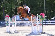 Gelding Selle Fran&ccedil;ais For sale 2020 Chesnut