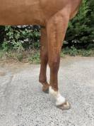 Gelding Selle Fran&ccedil;ais For sale 2020 Chesnut