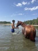 Gelding Selle Fran&ccedil;ais For sale 2020 Chesnut