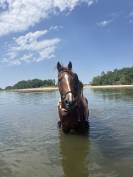 Gelding Selle Fran&ccedil;ais For sale 2020 Chesnut