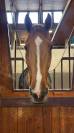 Gelding Selle Fran&ccedil;ais For sale 2020 Chesnut