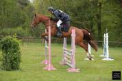 Gelding Selle Fran&ccedil;ais For sale 2020 Chesnut