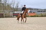 Gelding Selle Fran&ccedil;ais For sale 2020 Chesnut
