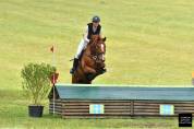 Gelding Selle Fran&ccedil;ais For sale 2020 Chesnut