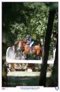 Gelding Selle Fran&ccedil;ais For sale 2020 Chesnut