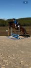 &Agrave; vendre poney de sport 