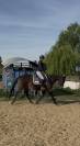 Superbe jument pur-sang