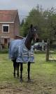 Superbe jument pur-sang