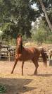 Jument retrait&eacute; de course, trotteuse fran&ccedil;aise 13 ans 